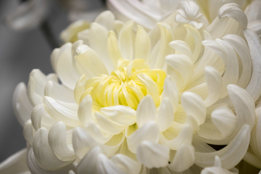 Chrysanthemum White