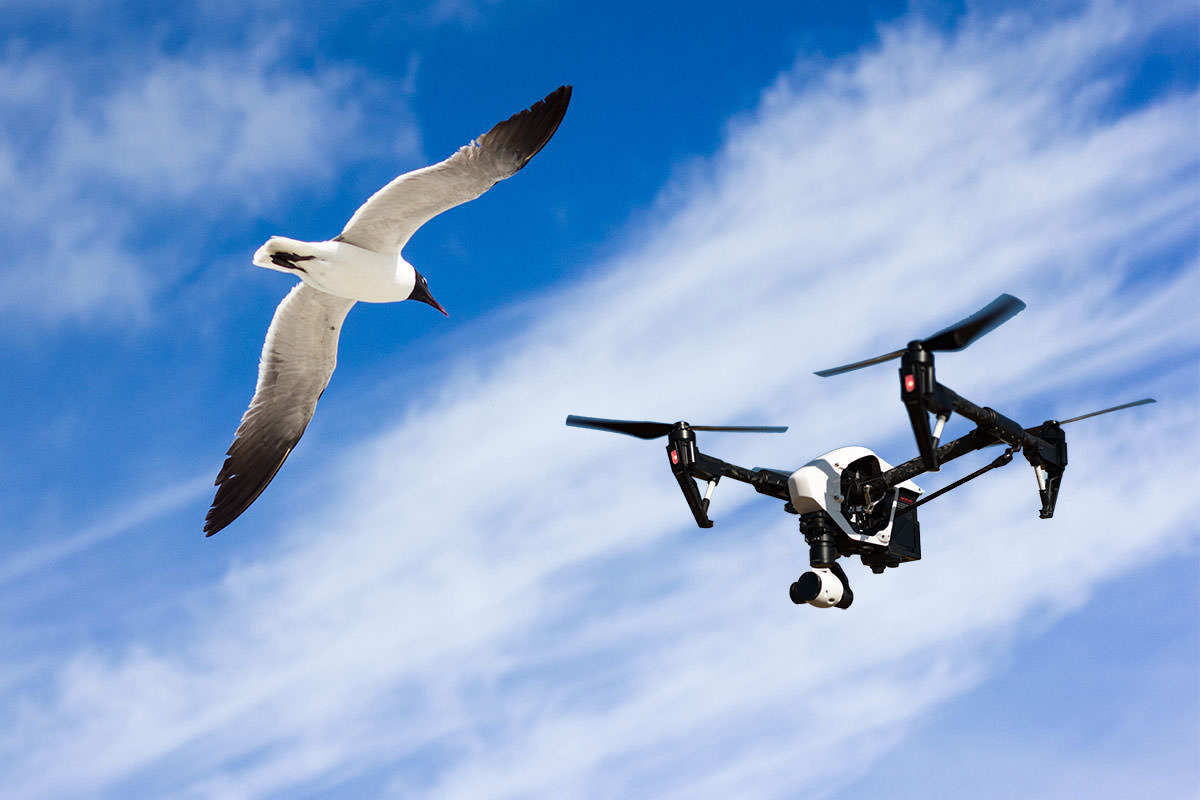 Seagulls vs Drones
